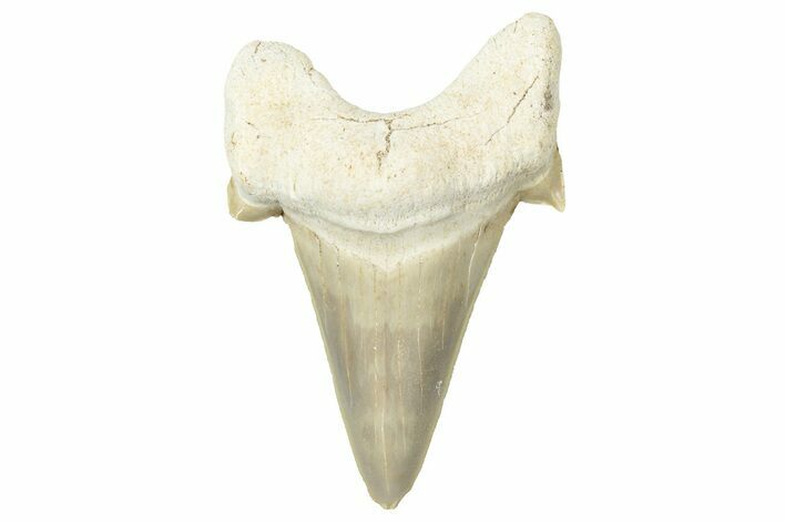 Fossil Shark Tooth (Otodus) - Morocco #353475